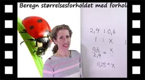 Forholdstalsregnine mariehøne