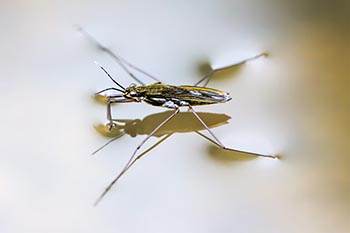 Insekt udnytter vands overfladespænding