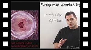 Forsøg med osmotisk tryk