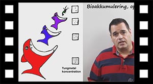 Tungmetallers bioakkumulering